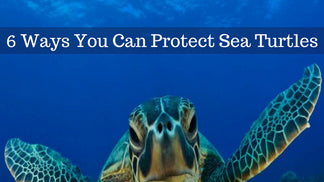 It’s Turtle Time: 6 Ways You Can Protect Sea Turtles in South Florida