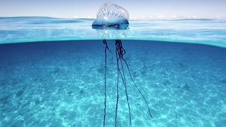 3 Ways to Prepare for Man-of-War Season