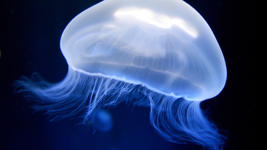 Surf 101: Surfing with Jellyfish