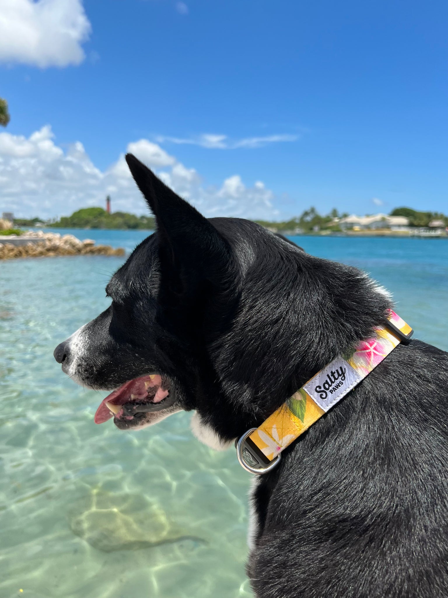 Salty Paws Surfing Dog Collar | Designs for Beach Dogs, Floral, Fishing, Surfing, Hawaiian, Yellow Floral L