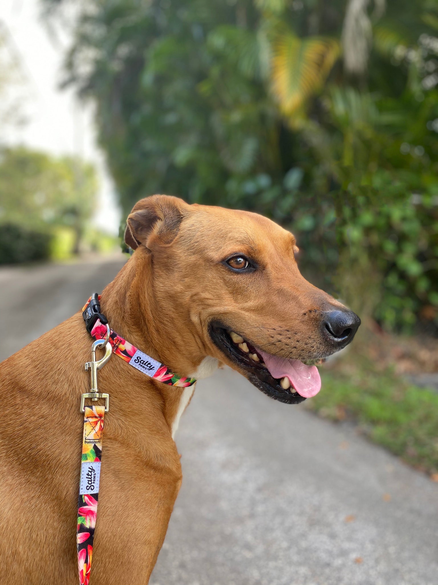 Salty Paws Surfing Dog Collar | Designs for Beach Dogs, Floral, Fishing, Surfing, Hawaiian, Black Floral M