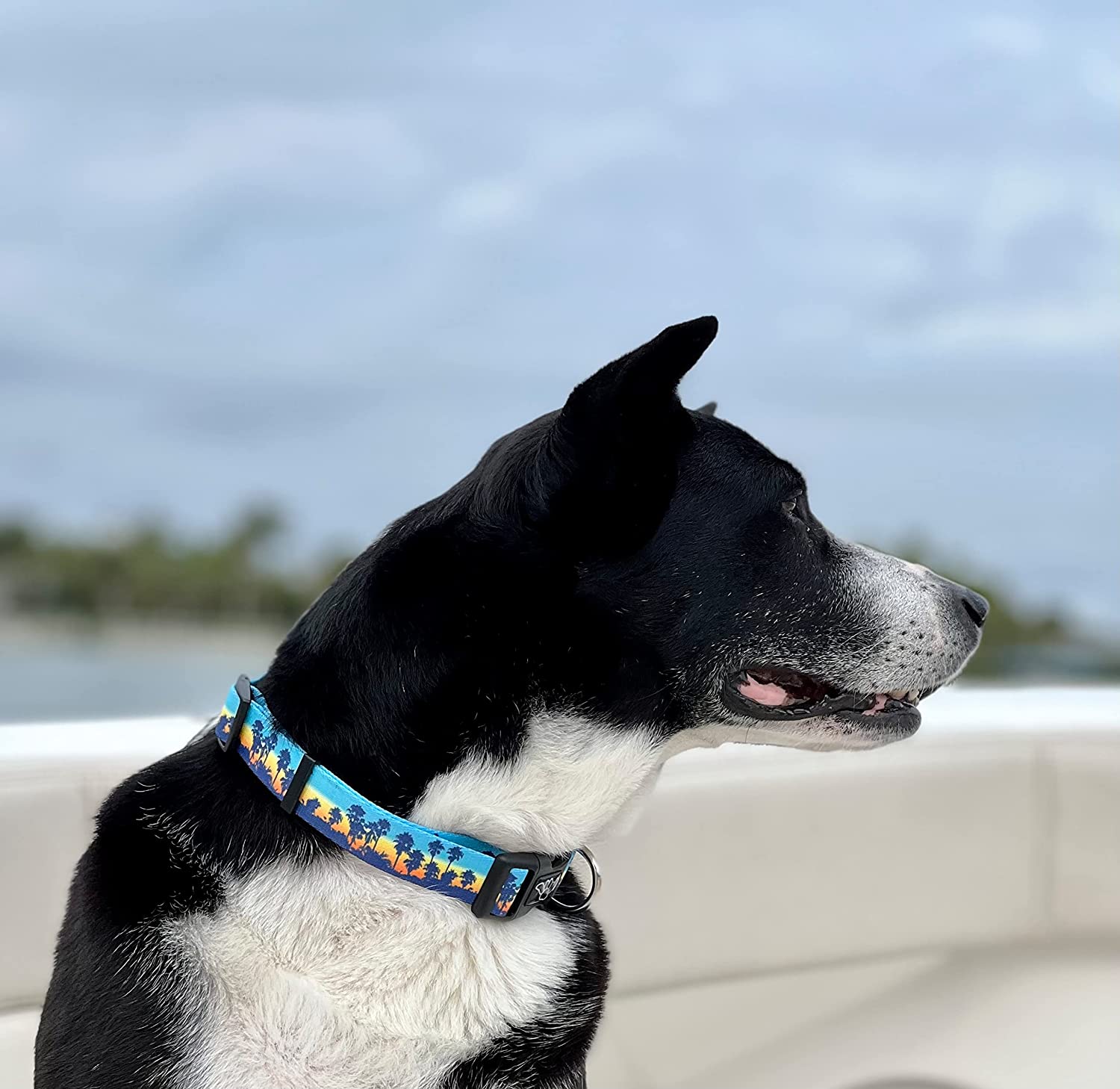 Salty Paws Surfing Dog Collar | Designs for Beach Dogs, Floral, Fishing, Surfing, Hawaiian, SunsetPalms S