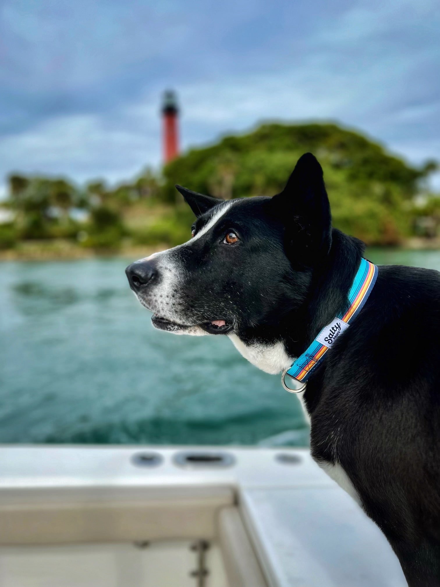 Salty Paws Surfing Dog Collar | Designs for Beach Dogs, Floral, Fishing, Surfing, Hawaiian, SurfStripe S