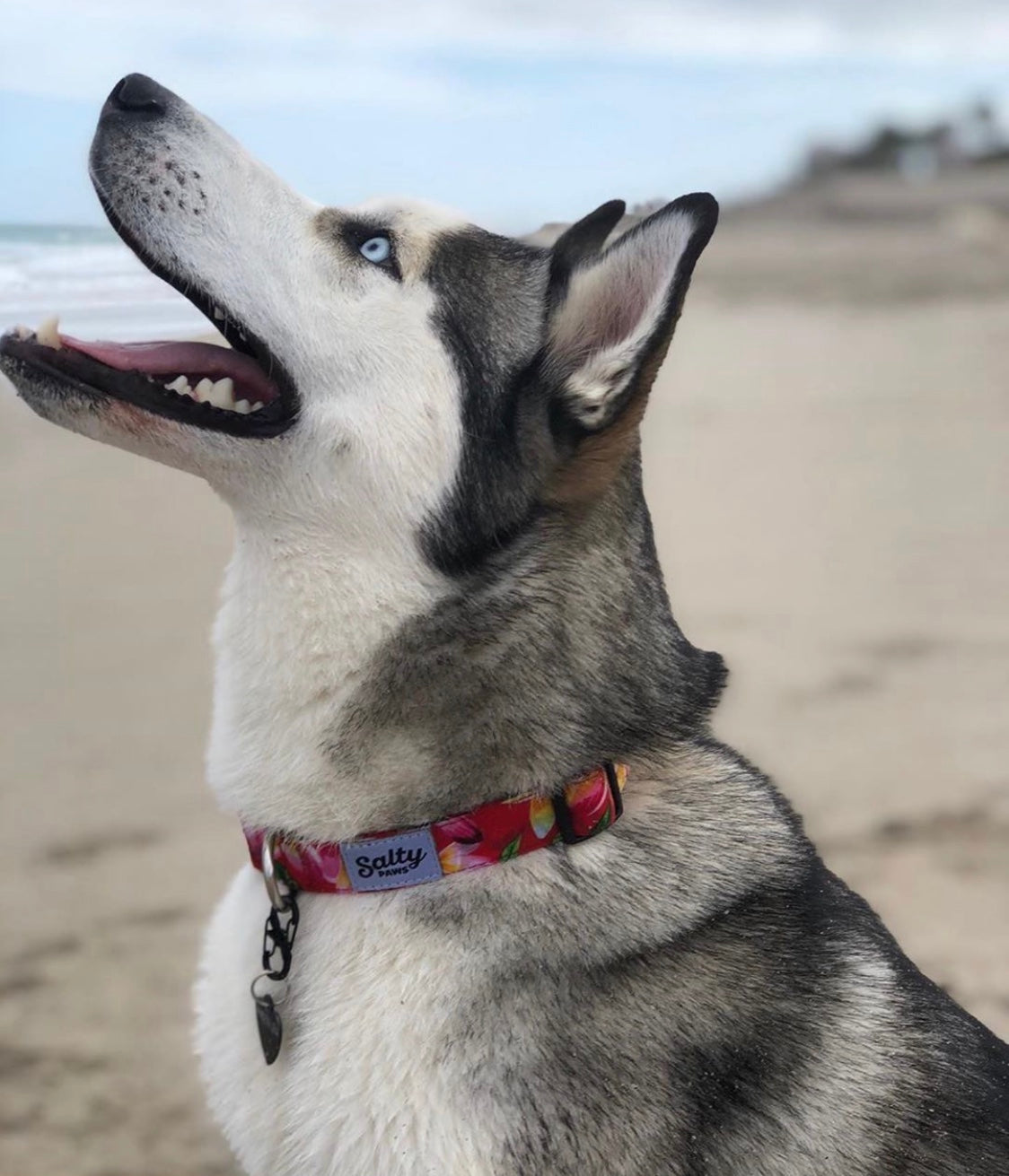 Salty Paws Surfing Dog Collar | Designs for Beach Dogs, Floral, Fishing, Surfing, Hawaiian, Pink Floral L