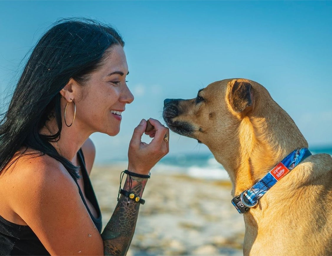 Salty Paws Surfing Dog Collar | Designs for Beach Dogs, Floral, Fishing, Surfing, Hawaiian, BlueWave L