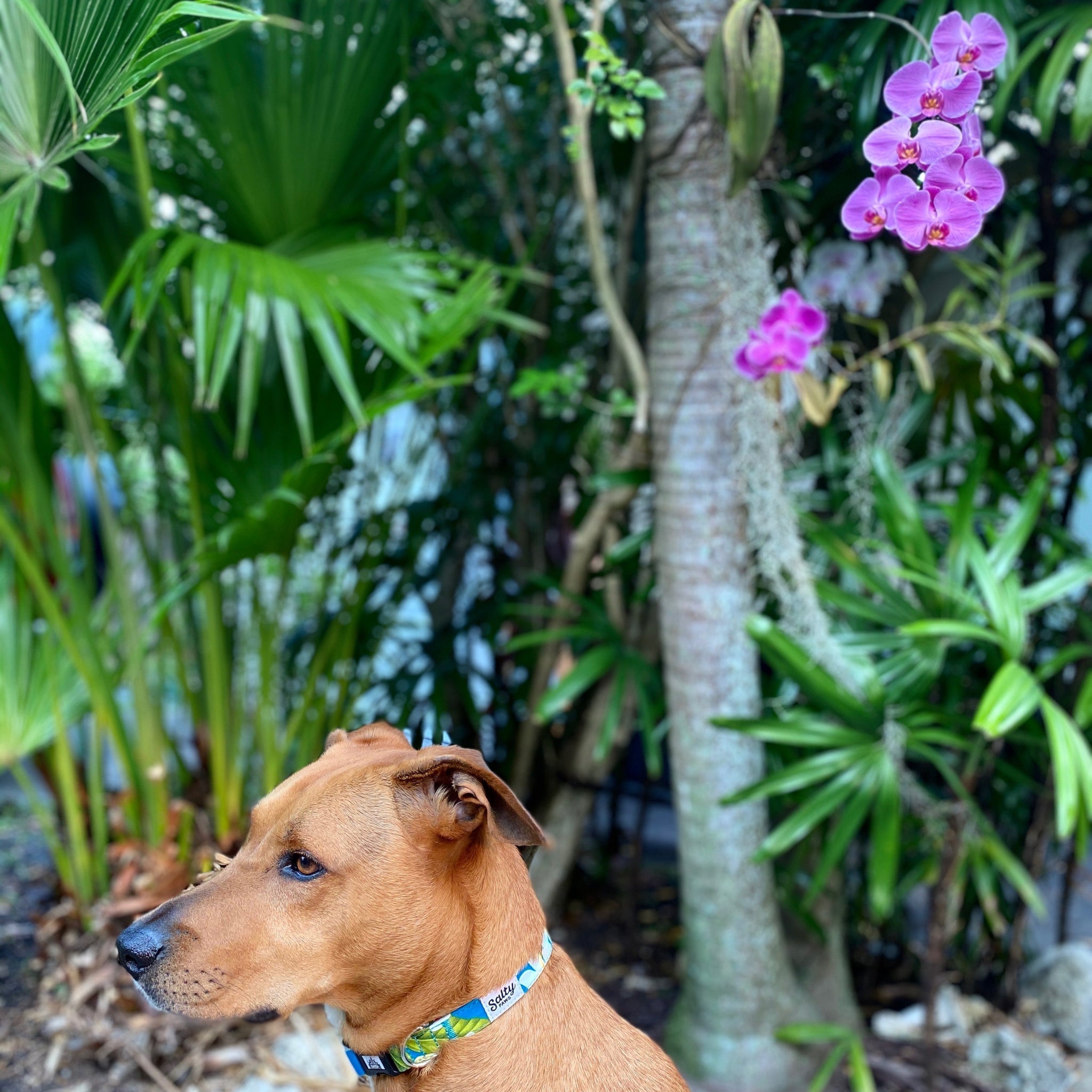 Salty Paws Surfing Dog Collar | Designs for Beach Dogs, Floral, Fishing, Surfing, Hawaiian, Blue Plumaria M