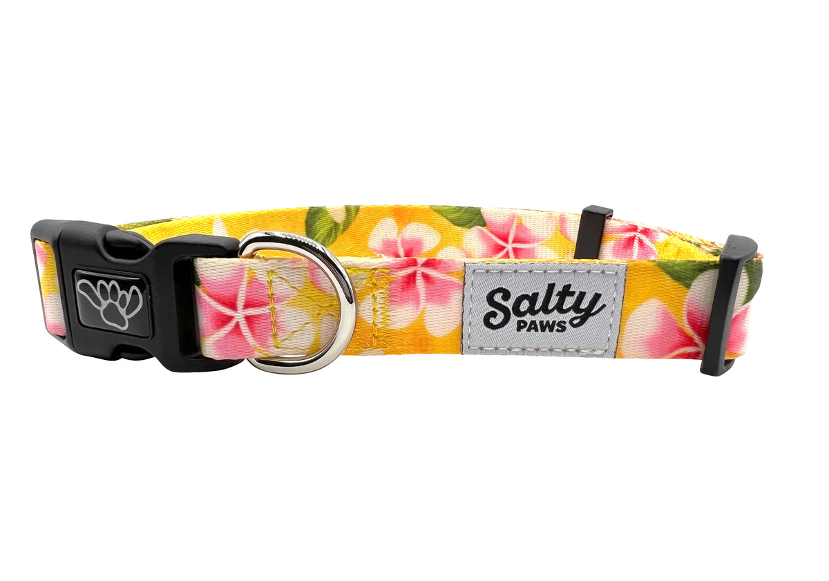 Salty Paws Surfing Dog Collar | Designs for Beach Dogs, Floral, Fishing, Surfing, Hawaiian, Yellow Floral M