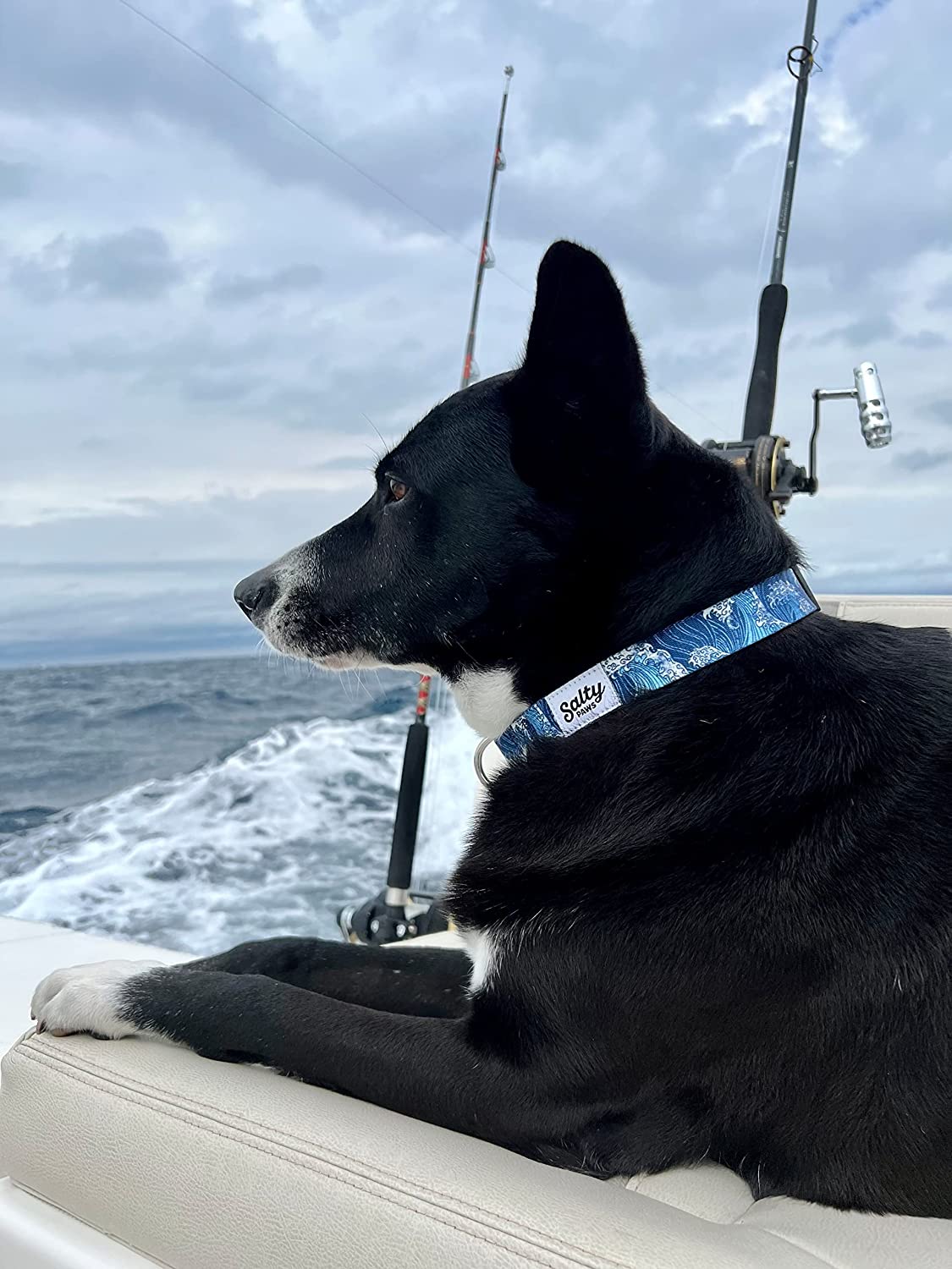 Salty Paws Surfing Dog Collar | Designs for Beach Dogs, Floral, Fishing, Surfing, Hawaiian, BlueWave L
