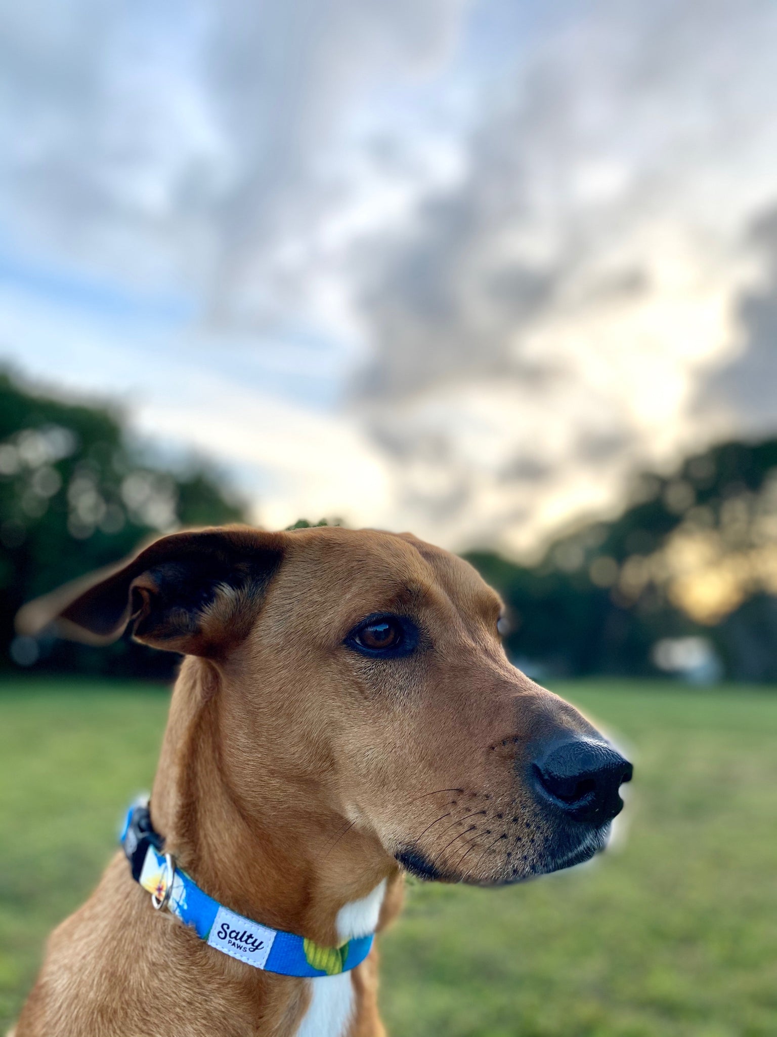 Salty Paws Surfing Dog Collar | Designs for Beach Dogs, Floral, Fishing, Surfing, Hawaiian, Blue Plumaria M