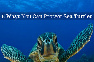 It’s Turtle Time: 6 Ways You Can Protect Sea Turtles in South Florida