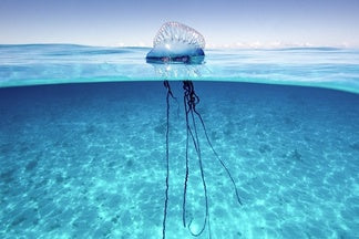 3 Ways to Prepare for Man-of-War Season