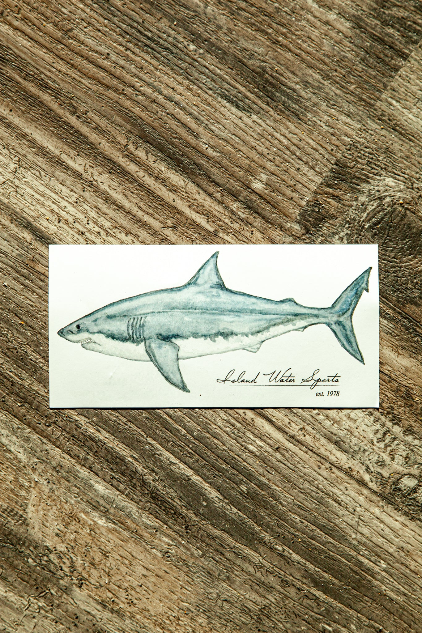 Island Water Sports Great White Shark Watercolor Vinyl Sticker