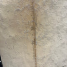 5ft7in Super Brand The Toy Used